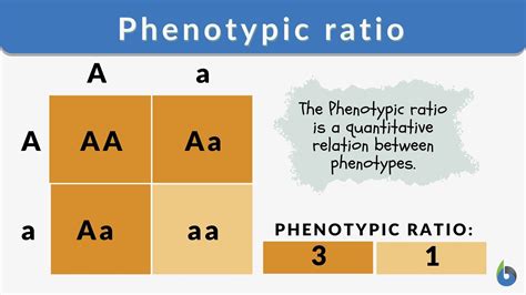 1 1 1 1 Phenotypic Ratio