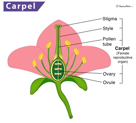 A Carpel Is Composed Of _____.