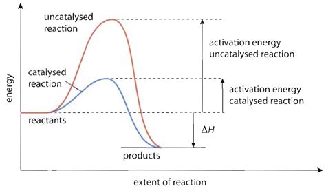 A Catalyst Increases The Rate Of A Chemical Reaction By