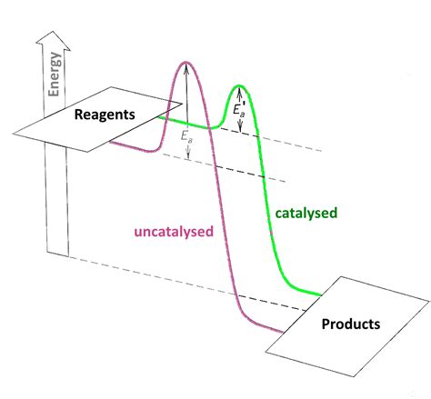 A Catalyst Lowers The Activation Energy Of A Reaction By