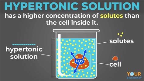 A Cell In A Hypertonic Solution Will