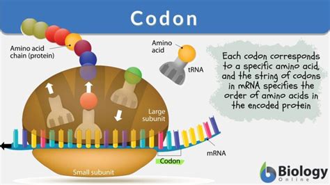 A Codon Is Composed Of Nucleotides