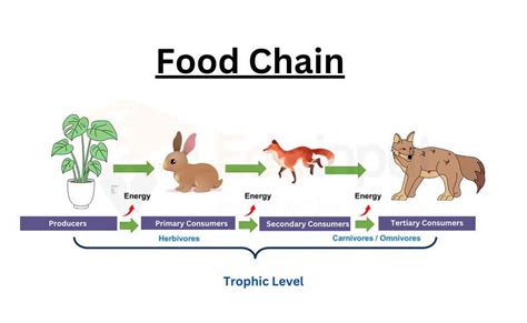 A Food Chain Starts With An