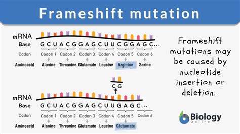 A Frameshift Mutation Could Result From