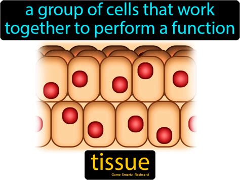 A Group Of Similar Cells That Perform The Same Function