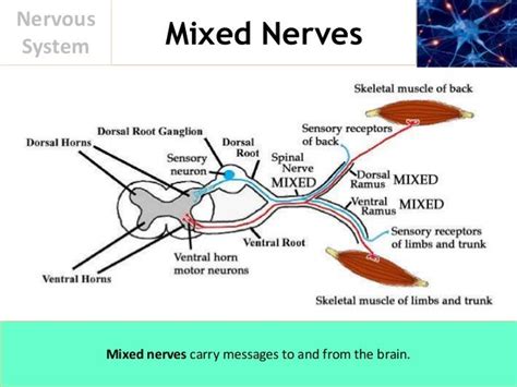 A Mixed Nerve Is One That