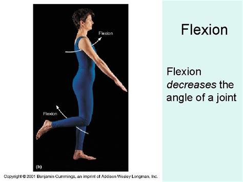 A Movement That Decreases A Joint Angle Is Called: