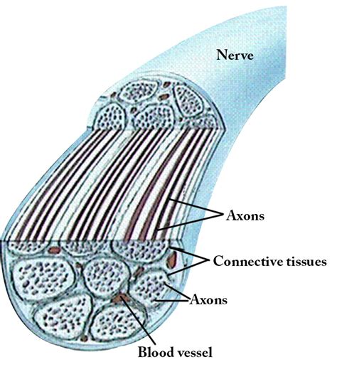 A Nerve Is A Bundle Of Parallel