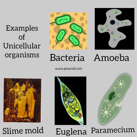 A One Celled Organism Is Called