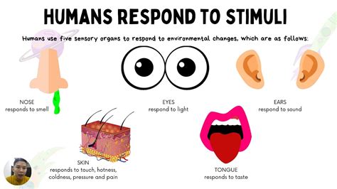 Ability To Respond To A Stimulus