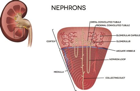 About How Many Nephrons Are In A Kidney