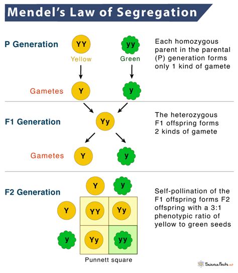 According To Mendel's Law Of Segregation