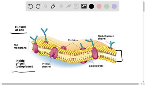 According To The Fluid Mosaic Model Of Membrane Structure