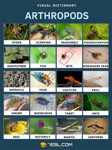 All Of The Following Are Characteristics Of Arthropods Except