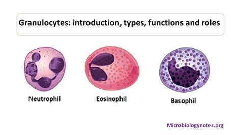 All Of The Following Are Granulocytes Except