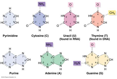 All Of The Following Nucleotide Bases Are Pyrimidines Except