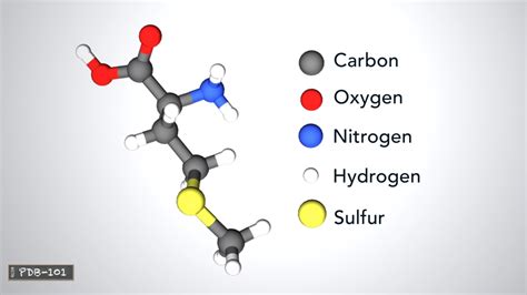 Amino Acids Composed Of Carbon Hydrogen Nitrogen And Oxygen