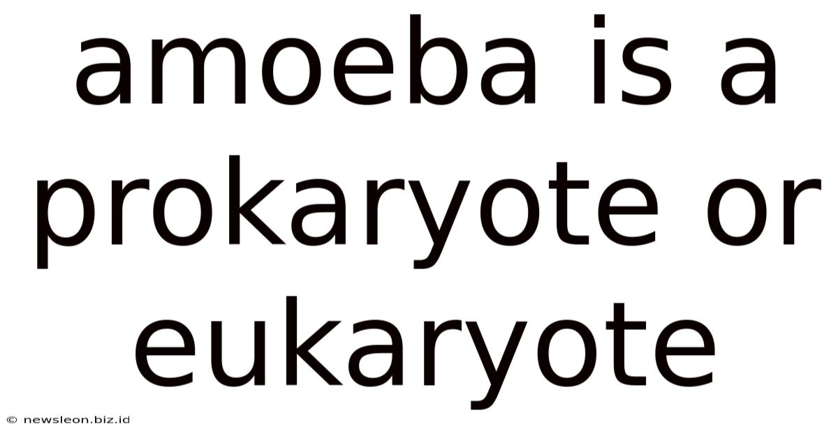 Amoeba Is A Prokaryote Or Eukaryote