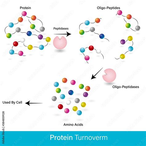 An Enzyme That Digests Proteins Into Polypeptides Is