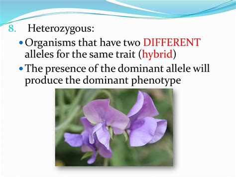 An Organism That Has Two Different Alleles For A Trait