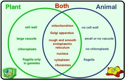 Animal Vs Plant Cell Venn Diagram