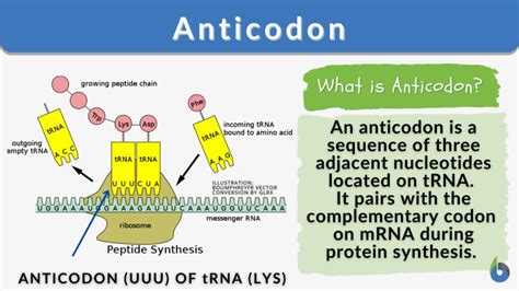 Anticodons Are Found On What Type Of Rna