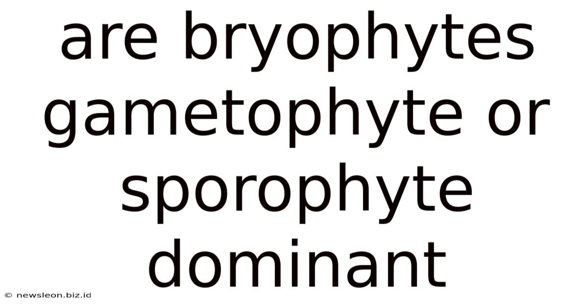 Are Bryophytes Gametophyte Or Sporophyte Dominant