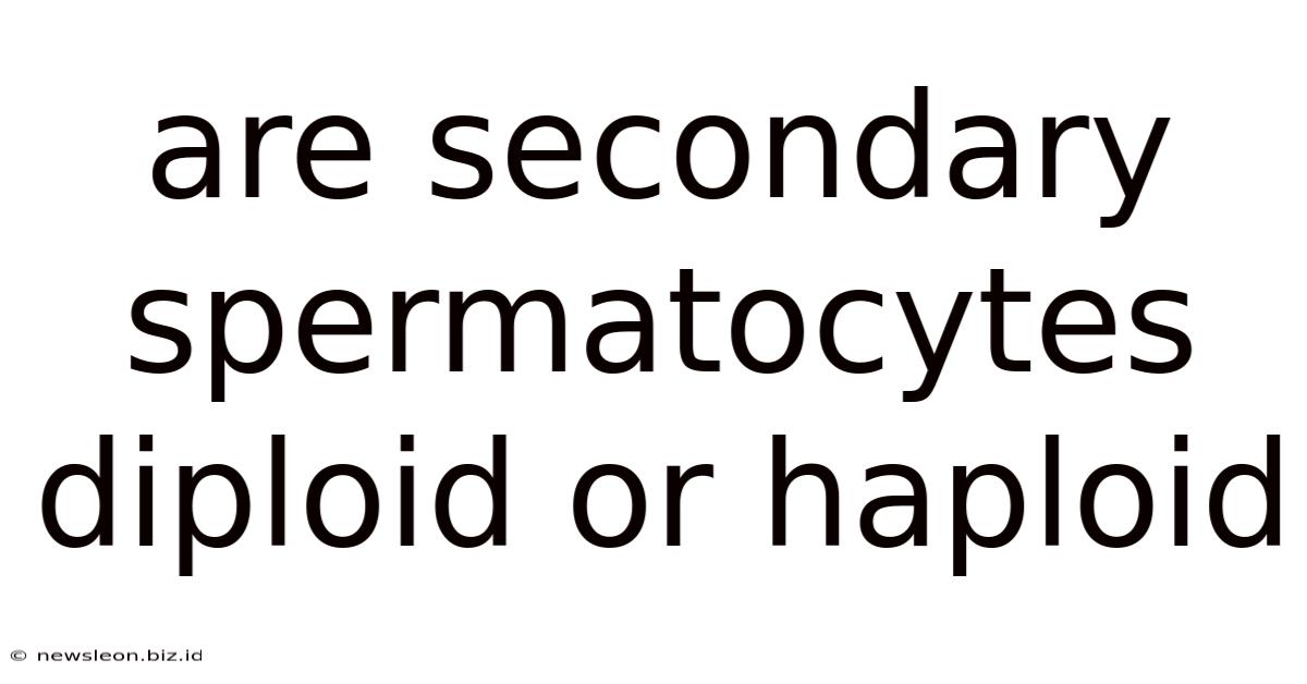 Are Secondary Spermatocytes Diploid Or Haploid