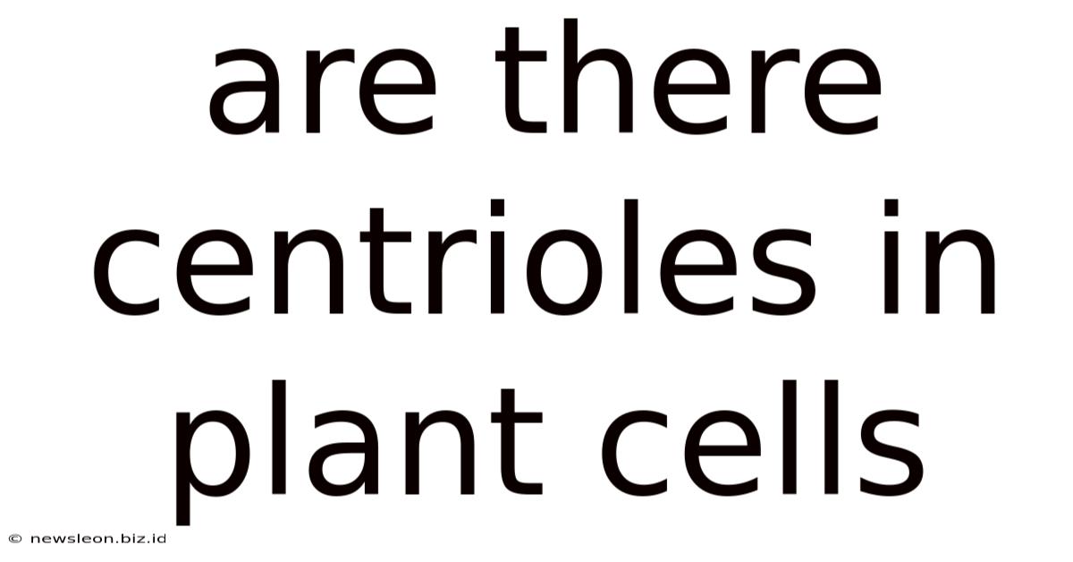 Are There Centrioles In Plant Cells