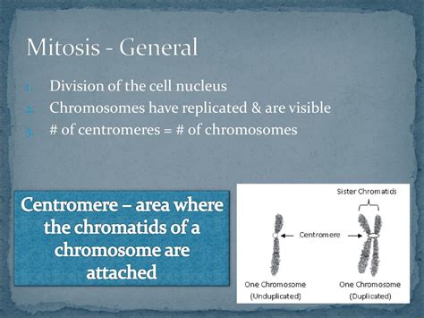 Area Where The Chromatids Of A Chromosome Are Attached