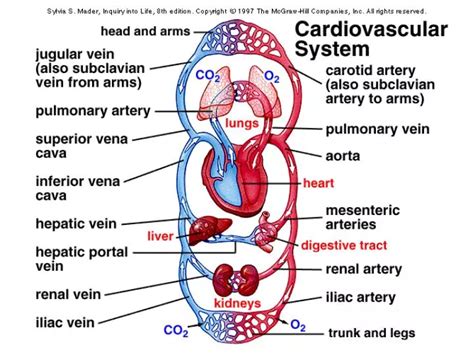 Arteries Always Carry Blood Away From The Heart.