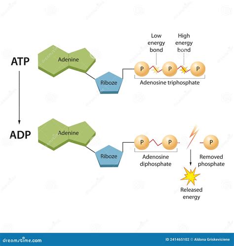 Atp Is Called The Energy Currency Of The Cell Because