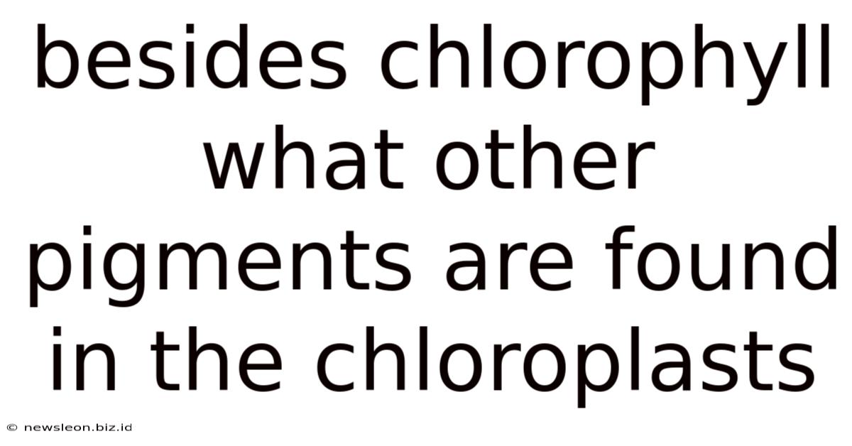 Besides Chlorophyll What Other Pigments Are Found In The Chloroplasts