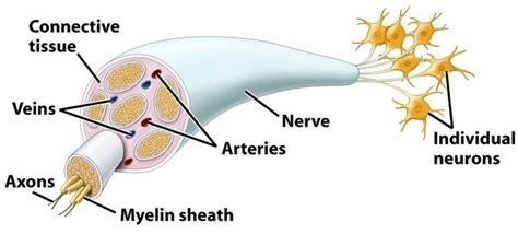 Bundles Of Axons In The Central Nervous System Are Called