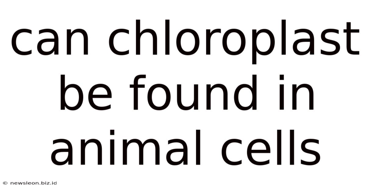 Can Chloroplast Be Found In Animal Cells