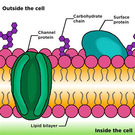 Cell Membranes Are Composed Mostly Of