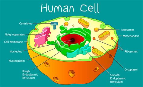 Cells Are The Basic Structural Units Of Living Organisms Explain