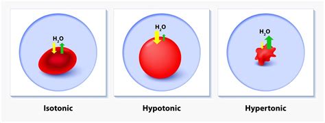 Cells In A Hypertonic Solution Will