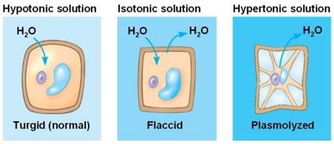 Cells Shrink When They Are Placed In Solutions That Are