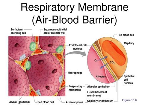 Choose The Components Of A Respiratory Membrane.