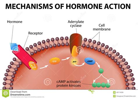 Concept Map Mechanisms Of Hormone Action