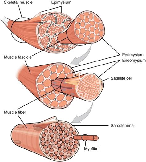 Connective Tissue That Encloses A Bundle Of Muscle Fibers