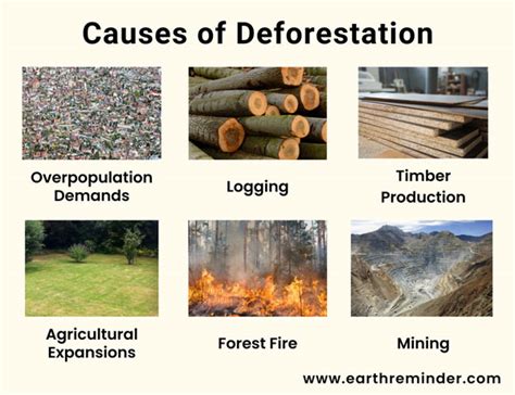 Continued Deforestation Will Most Likely Lead To _______.