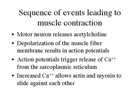 Correct Sequence Of Events For Muscle Contractions