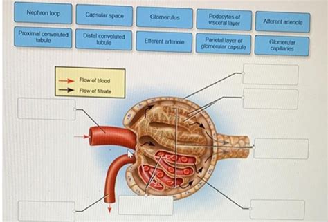 Correctly Label The Following Parts Of A Renal Corpuscle.