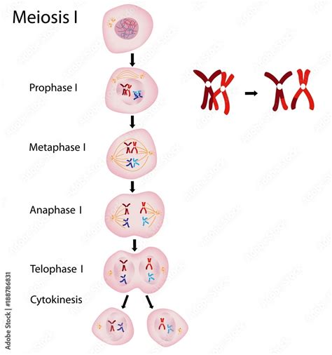 Crossing Over Occurs During Which Phase Of Meiosis