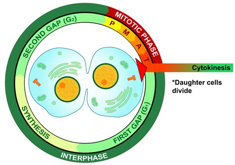 Cytokinesis Overlaps With Which Phase Of Mitosis