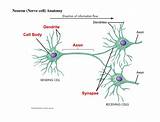 Dendrite Is To Axon As _________ Is To _________.