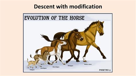 Descent With Modification Describes The Process Of Multiple Choice Question.