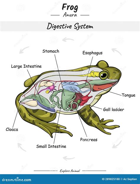 Diagram Of Digestive System Of Frog